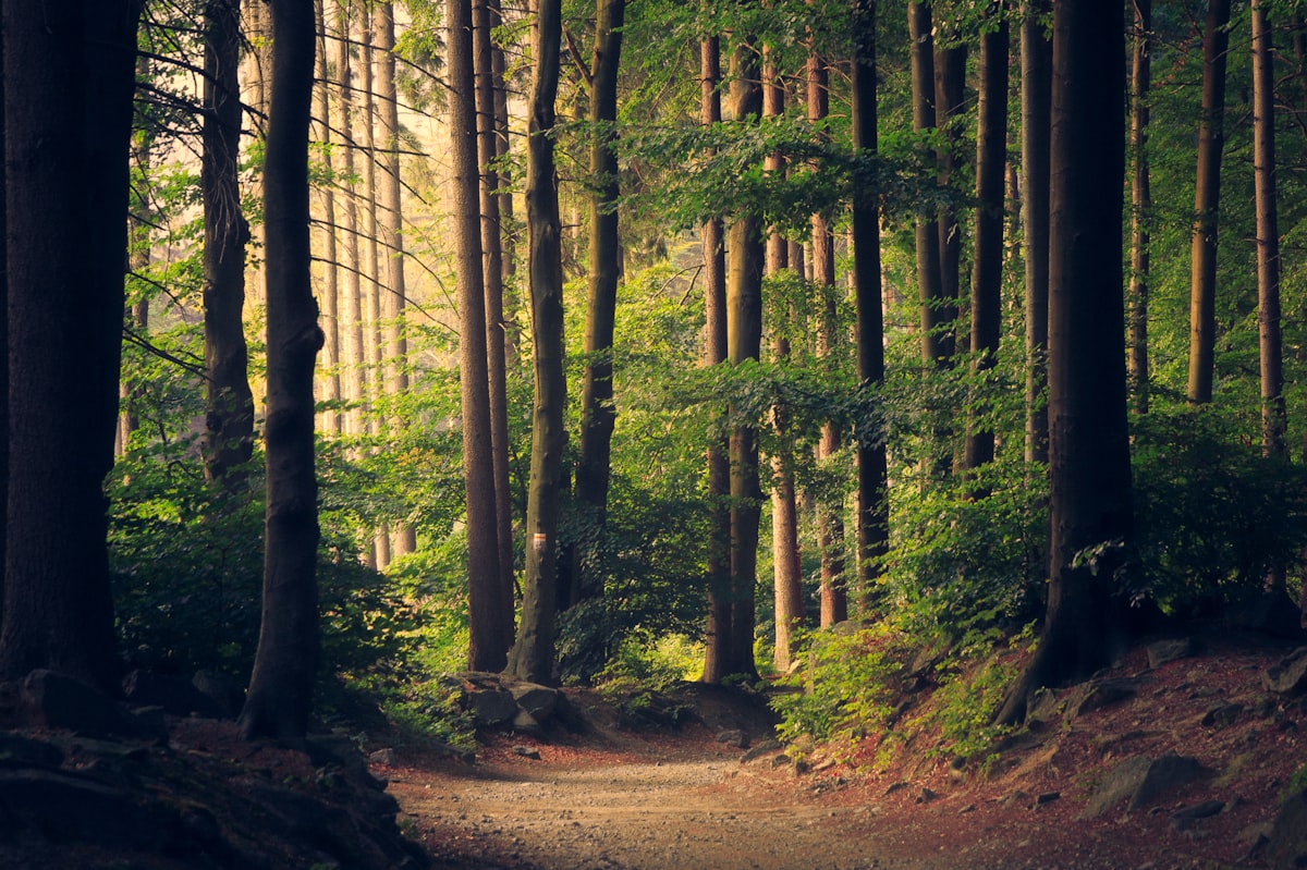 Forest trail in the Ottawa Valley